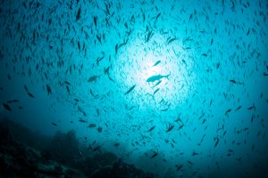 【イギリス】プリマス海洋研究所、気候変動により高栄養プランクトン減少。海洋生態系の生存競争激化に警鐘
