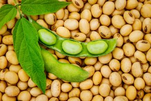 【アメリカ】ダノン、大豆に秘められた栄養素と健康効果の発掘でBrightseedと提携。AI活用