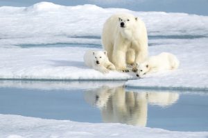 【北極】2100年までに大半のホッキョクグマが絶滅のおそれ。海氷融解で捕食できず餓死