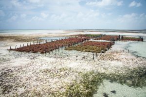 【タンザニア】カーギル、海藻養殖のサステナビリティ・プログラム開始。環境NGOや現地政府と協働
