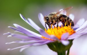 【EU】欧州食品安全機関、ミツバチの死亡率に関する調査報告書公表。農薬ガイダンス改訂の一環