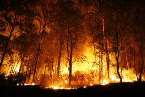 【国際】世界的に山火事が増加し、健康・経済被害増加。背景には人間活動と気候変動。WWF・BCG共同報告