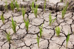 【インド】インド準備銀行、気候変動による農業収量悪化を危惧。アニュアルレポートで開示