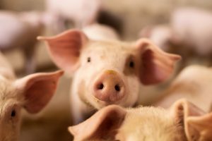 【日本】OIE、日本の豚熱「清浄国」地域を停止。豚コレラ・ワクチン接種で。輸出に悪影響