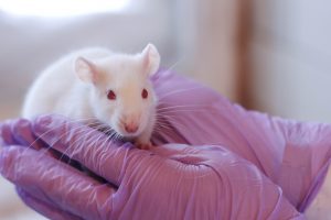 【アメリカ】EPA、農薬開発試験で動物皮膚実験を用いた大幅免除。動物福祉の観点