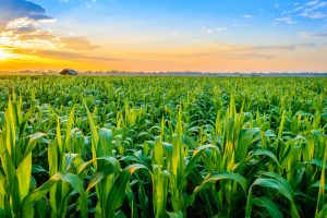 【国際】SustainCert、バイエルの農地でのCO2スコープ3削減をベストプラクティスと認定