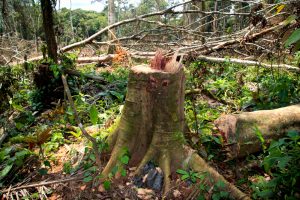 【イギリス】NGO21団体、森林破壊デューデリ義務化法案で金融機関規制も盛り込むよう要請