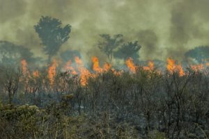 【国際】アマゾン火災後の機関投資家共同声明で方針策定機関は14%のみ。環境NGO警鐘