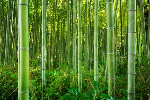 【アメリカ】米大学研究チーム、竹とさとうきびで代替食器開発に成功。60日で生分解可能