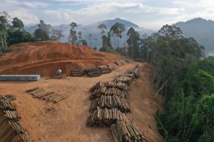 【国際】運用大手9社、投資先企業に森林破壊ゼロ要求のイニシアチブ発足。日本の運用大手も1社