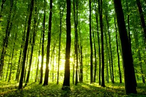 【国際】WBCSDの森林関連12社で構成するFSG、初の進捗報告書発行。日本では住友林業が加盟
