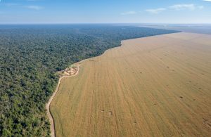 【南米】BNPパリバ、投融資先に大豆・牛肉の完全トレーサビリティ要求。アマゾンやカンポ・セラードの破壊阻止
