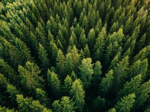 【スウェーデン】イケア、2030年森林アジェンダ発表。再生木材活用や生物多様性の改善等