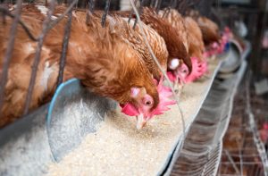 【ヨーロッパ】LDCグループ、森林破壊防止で養鶏飼料大豆の消費量減と欧州現地生産拡大を表明