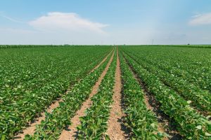 【アメリカ】農業界、リジェネラティブ農業への転換でDXへの投資拡大を提言。2035年にカーボンネガティブへ