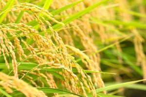 【日本】JA全農、BASFのAI活用栽培管理システム「ザルビオ」を日本市場で提供。スマートアグリでドイツ製採用