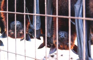 【国際】WHO、UNEP、OIE、生きている食用哺乳類の市場閉鎖を各国政府に要請。感染症の蔓延リスク