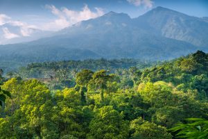 【国際】環境NGO、インドネシアのサステナビリティボンド資金使途で森林破壊発生と警鐘