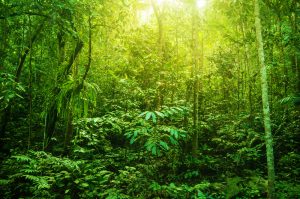 【国際】国際官民連携の熱帯雨林保護イニシアチブLEAF発足。アマゾン、ネスレ、ユニリーバ等参画