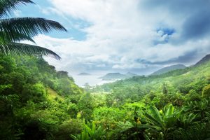 【国際】金融機関の熱帯雨林セクターポリシーランキング2021年発表。日本の首位はMUFG