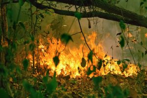 【南米】アマゾン東部、炭素排出量が吸収量を上回る。火災と気温上昇の悪循環に陥る