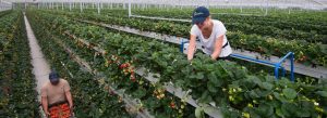 【イギリス】テスコ、商用規模イチゴ栽培初の垂直農法を実現。水消費量とCO2削減と収量増を両立