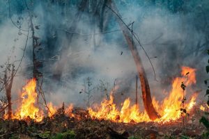 【ブラジル】アマゾン熱帯雨林火災、現政権下で増加。食肉サプライチェーンが関与の疑い強まる