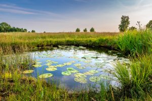 【イギリス】政府、生物多様性観点で改正環境法案公表。特に下水や雨水オーバーフローで規制強化