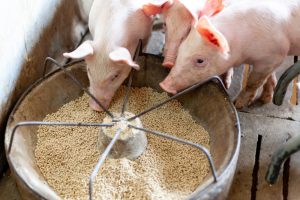 【EU】欧州委、昆虫たんぱく質の家禽・豚飼料活用をEU規則改正で解禁。昆虫たんぱく質に追い風