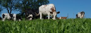 【イギリス】テスコ、酪農家の持続可能な家畜飼料生産に補助金拠出。WWF協働、種子費用80%支援