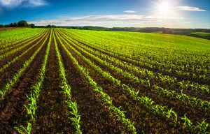 【国際】FAO、土壌有機炭素で各国の吸収ポテンシャル可視化。特別農作物の持続可能プログラムも