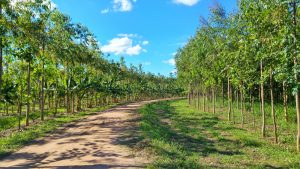 【ブラジル】アマゾン、環境NGOのアグロフォレストリー支援。農家のカーボンクレジット創出へ