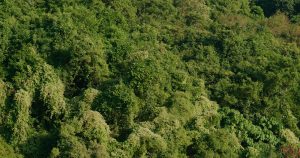 【国際】世界経済フォーラムの1t.org、20社以上が2030年までに合計25億本の植林にコミット