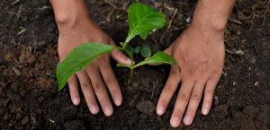 【国際】ネスレ、リジェネラティブ農業促進に1400億投資。低炭素認証のラベル表示も