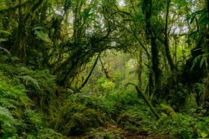 【国際】環境NGO、食品・消費財大手10社の森林フットプリント調査。開示不十分と指摘。日本も2社