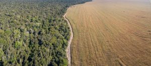 【フランス】政府、ブラジル産大豆の森林破壊リスク可視化ツール発表。企業単位リスクも公表