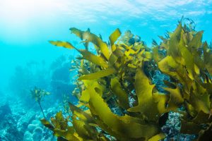【国際】Safe Seaweed Coalition、第1回の助成案件15件採択。ブルーカーボン。総額9000万円