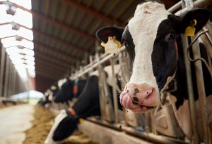 【国際】機関投資家団体FAIRR、食肉・水産60社の新興感染症対策ランキング発表。日系4社は高リスク