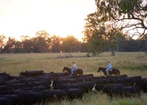 【オーストラリア】コールズ、PB商品でカーボンニュートラル型牛肉販売開始。認証も取得