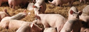 【イギリス】テスコ、養豚農家支援で16億円拠出。飼料価格高騰でサプライヤー支援
