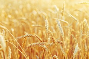 【インド】政府、小麦輸出を即時禁止。食料インフレに対処。政府が一括して近隣諸国に輸出