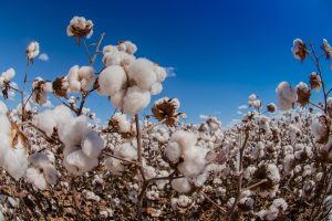 【アメリカ】カーギル、綿花のリジェネラティブ農業プログラム開始。農家へ参画呼びかけ