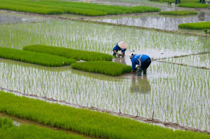 【日本】農水省、食品・農林水産業のTCFDガイダンス実践編発行。大企業と中小企業の双方向け 1