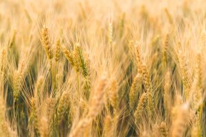 【アイルランド】BASFと製麦大手ボアトマルト、大麦農家の炭素貯留農法で連携。クレジット創出