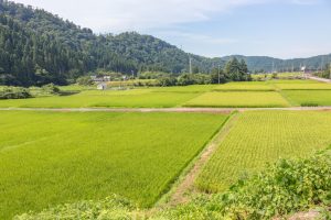【日本】政府、食料・農業・農村基本法を20年ぶりに見直しへ。グリーン化や食料安全保障