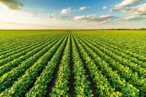 【アメリカ】コルテバとBASF、除草剤耐性大豆開発でゲノム編集協働。2030年代の上市目指す