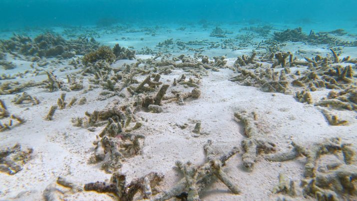 【日本】石西礁湖のサンゴ白化率が92.8%まで悪化。被度も低下。環境省調査 1
