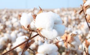 【アメリカ】米国コットン・トラスト・プロトコル、ラルフローレンが加盟。登録綿花農家も1000超え