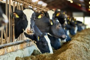 【国際】FAIRR、家畜排泄物マネジメントで畜産大手10社にエンゲージメント開始。肥料活用へ