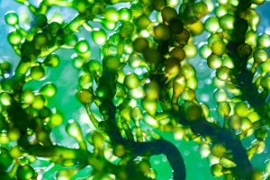 【EU】欧州委、藻類産業行動計画を採択。気候、水質、健康で輸出強化へ。ブルーカーボンも
